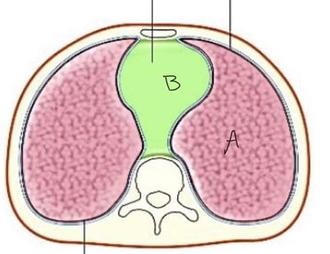 Abdomen muscles anatomy diagrams Flashcards | Quizlet