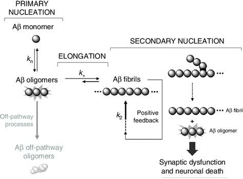 Simplified Representation Of The A Aggregation Pathway K N Primary