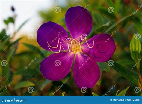 Glory Bush Tibouchina Semidecandra Stock Photo Image Of Princess