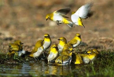 7 Jenis Burung Pleci Yang Perlu Anda Ketahui Cara Cepat Kicau