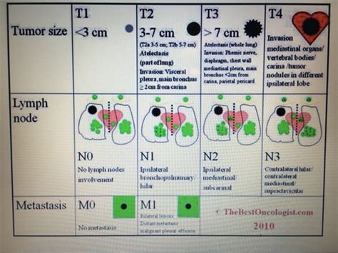 Cancer Staging And Tumor Types Flashcards Quizlet