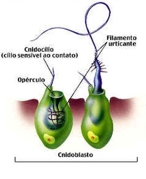 Cnidarios Sao Diblasticos - Cnidários