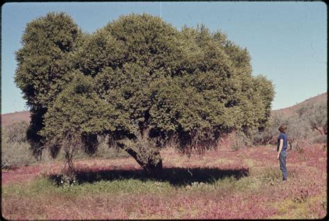 Capparis Mitchellii Images Useful Tropical Plants