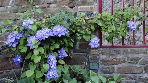 Blue Double Flowered Clematis Hybrid Grows On You