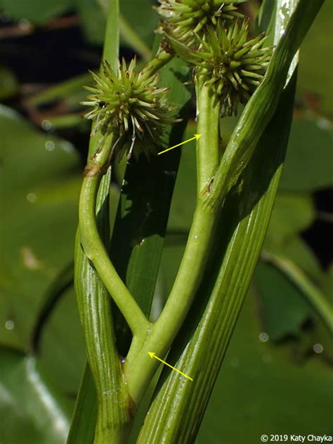 Sparganium Emersum Unbranched Bur Reed Minnesota Wildflowers