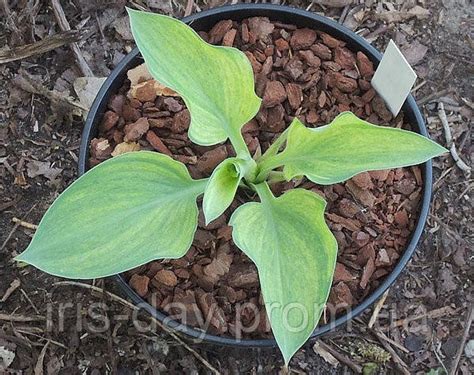 Хоста Mouse Brain (Van Eechaute) (ID#1850721509), ціна: 2500 ₴, купити ...