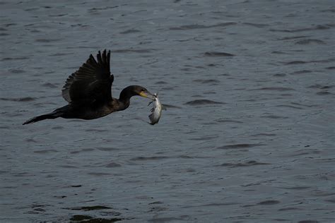 Cormorant Fishing Photograph by Carl Harris | Pixels