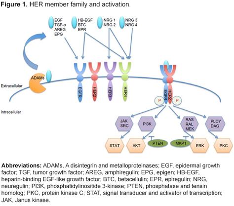 Profile Of Neratinib And Its Potential In The Treatment Of Breast