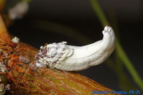 Hemiptera Sternorrhyncha Monophlebidae Giant Scale Insects B Urban Programs El Paso County