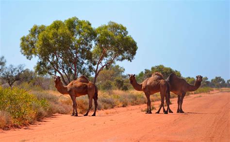 A&K Travels: Tanami Desert