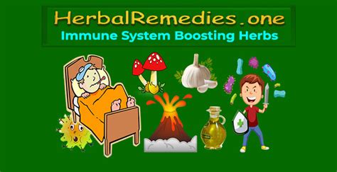 Best Immune System Boosting Herbs - #1 Natural for Immunity