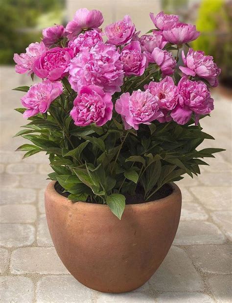 Peony In Pot Check Out Best Shrubs For Containers You Ll Like To