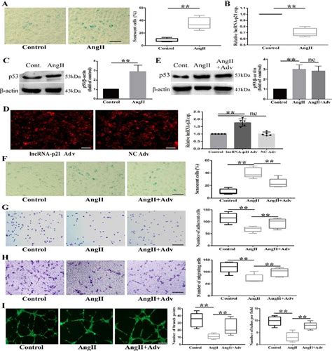 The Overexpression Of Lncrna P Reduced Angii Induced Cell Senescence