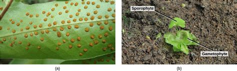 Seedless Vascular Plants OpenStax Biology 2e