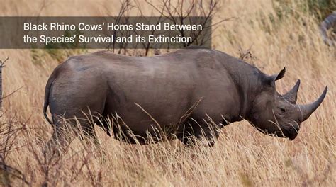 The Black Rhino Cows Horns Stand Between The Species Survival And Its