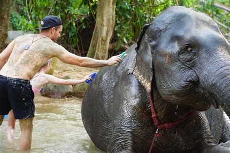 Koh Samui Half Day Ethical Elephant Sanctuary With Mud Spa Getyourguide