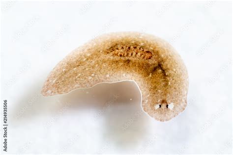 Planarian parasite (flatworm) under microscope view. Stock Photo ...