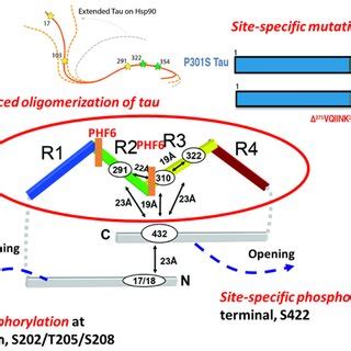 The Molecular Mechanisms Involved In Tau Aggregation Molecular Factors