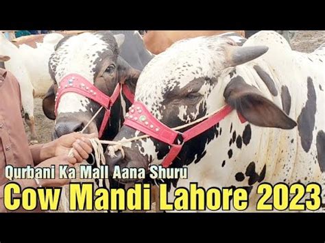 Cow Mandi Lahore Sahiwal Cholisthani Bachre 2023 Qurbani Ka Mall