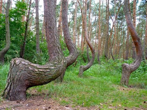 Pitch Pine Crooked Forest Crooked Forest Crooked Tree Tree