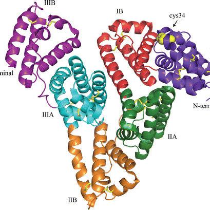 Crystal structure of human serum albumin. The illustration shows the... | Download Scientific ...