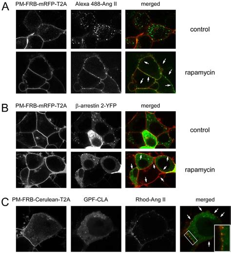 Plasma Membrane Ptdins P Depletion Did Not Prevent Clustering Of