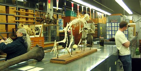 Tetrapod Collection 2010 Osu Bio Museum