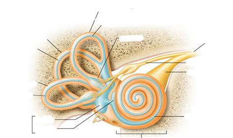 Ear Anatomy 5 Osseous Labyrinth And Membranous Labyrinth Diagram Quizlet