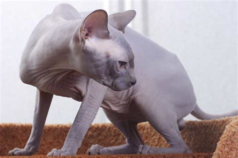 Sphynx Cat Breed: Profile, Traits, Health, Grooming, Care - CatBounty