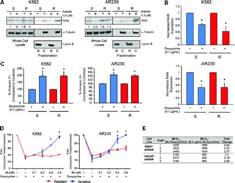 Cytoplasmic RAN Contributes To BCR ABL1 Kinase Independent TKI