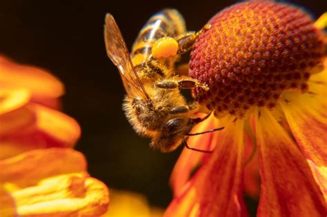 Premium Photo Honey Bee Covered With Yellow Pollen Drink Nectar