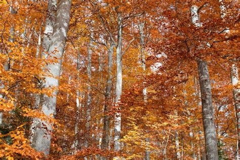 Fall Colors Birch Trees Autumn Upper Michigan Stock Photo Image Of