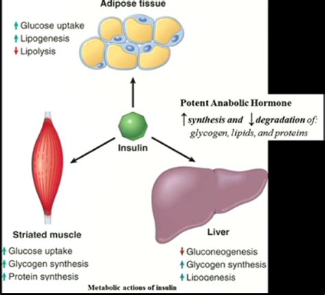 Chapter Metabolism Nutrition Ap Flashcards Quizlet