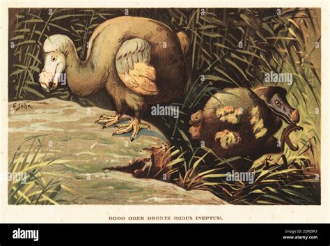 Dodo Raphus Cucullatus Flightless Bird Hunted To Extinction On