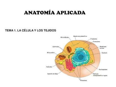 Pdf AnatomÍa Aplicada Iessierrasur Es · La Célula Eucariota Siempre Serán Los Dibujos Más