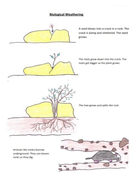 Biological Weathering Diagram