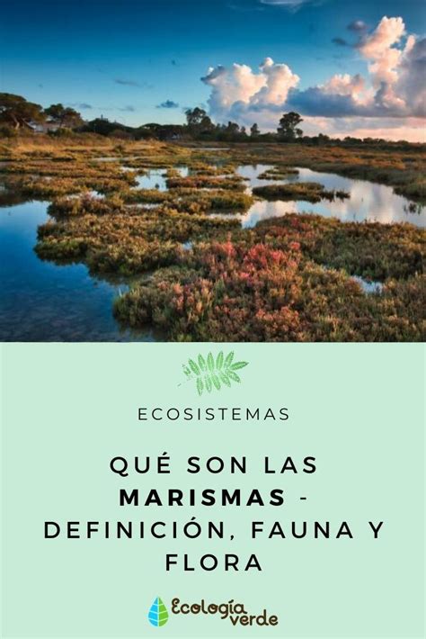 Aprende Aquí Qué Son Las Marismas Sus Características Flora Y Fauna