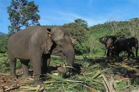 Masuk Permukiman Ekor Gajah Rusak Rumah Warga Di Ogan Komering Ilir