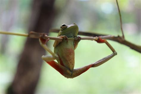 Tour Privato Di 3 Giorni Nel Parco Nazionale Del Tortuguero Fornito Da