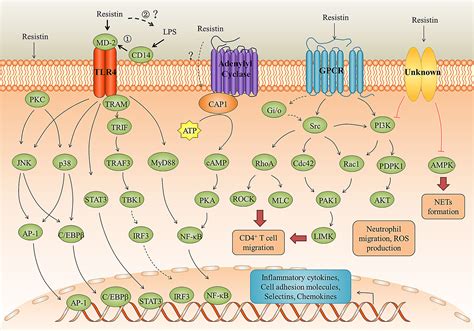 Frontiers Resistin A Novel Host Defense Peptide Of Innate Immunity