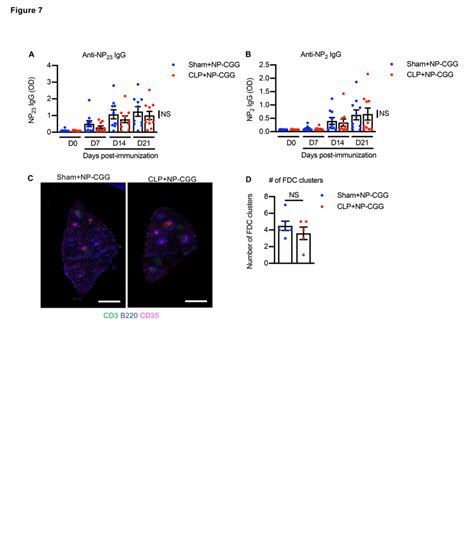 B Cell Transfer From Either Sham Or CLP Mice Into Rag1 KO Mice Leads To