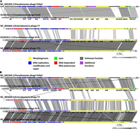 Frontiers Isolation And Characterization Of Two Lytic Phages