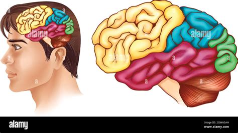 Parts Of The Brain Diagram