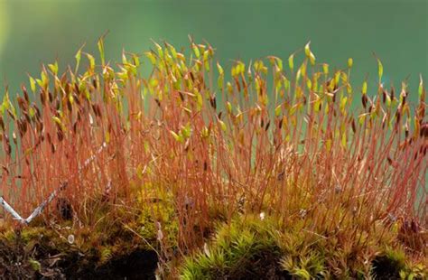 sporophyte - Students | Britannica Kids | Homework Help