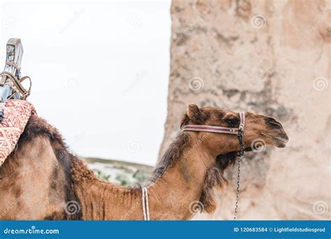 Two Beautiful Camel Resting In The Parking Lot Halted With Humps On