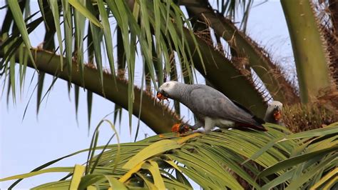 African Grey Parrots Youtube