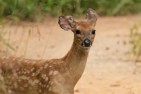 Martin Nature Park September 5 2017 Flickr