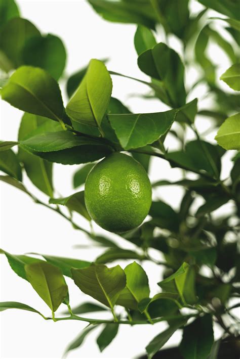 Meyer Lemon Bush For Sale Online The Tree Center