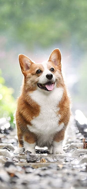 Doggie Corgi Live Hd Wallpaper Pxfuel