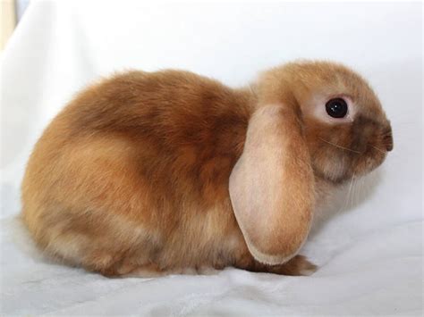 The Mini Lop Rabbit Breed Information Cost Facts Uk Pets